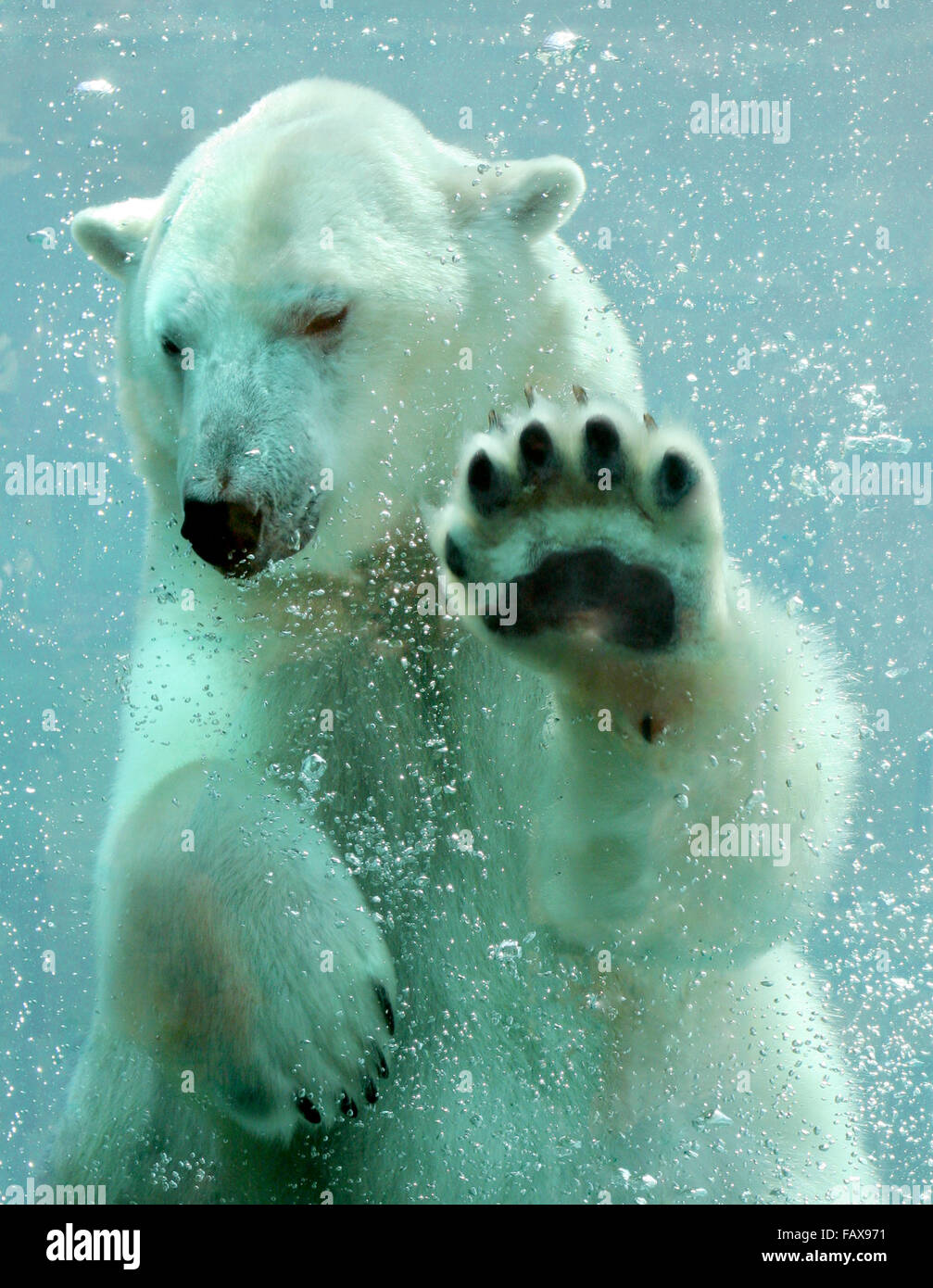 Orso polare nuoto sott'acqua Foto Stock