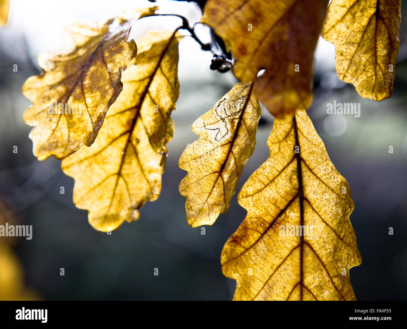 Foglie di quercia in inverno Foto Stock