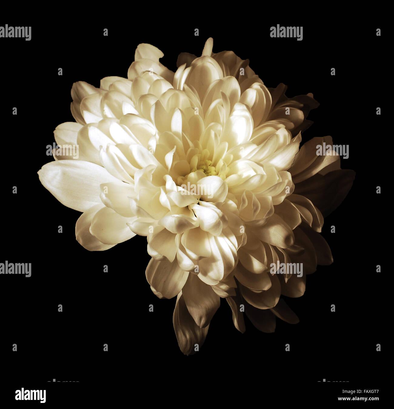 Unico fiore bianco,bianco,fiore isolato,petali,sfondo scuro Foto Stock