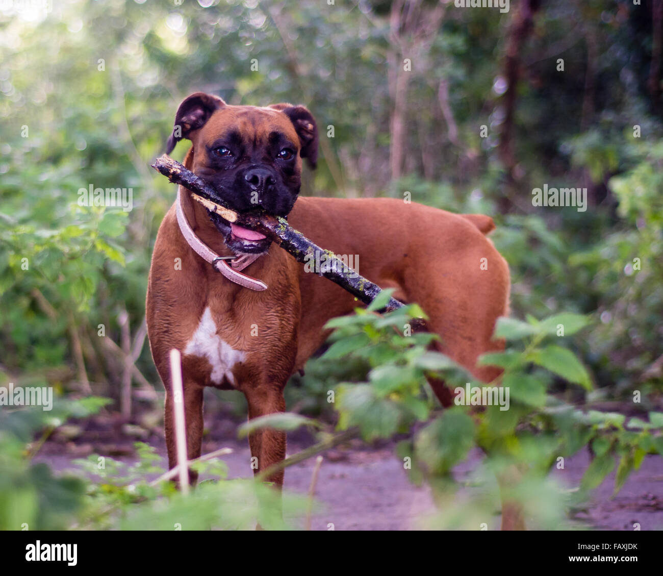 Cane Boxer tenendo un bastone nel bosco. Un brindle boxer colorato rivolto verso la telecamera Foto Stock
