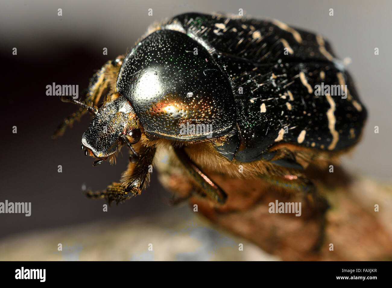 Rose (chafer Cetonia aurata) close-up, con vista di peli e occhio. Un verde cangiante e maggiolino bianco in famiglia Scarabaeidae Foto Stock