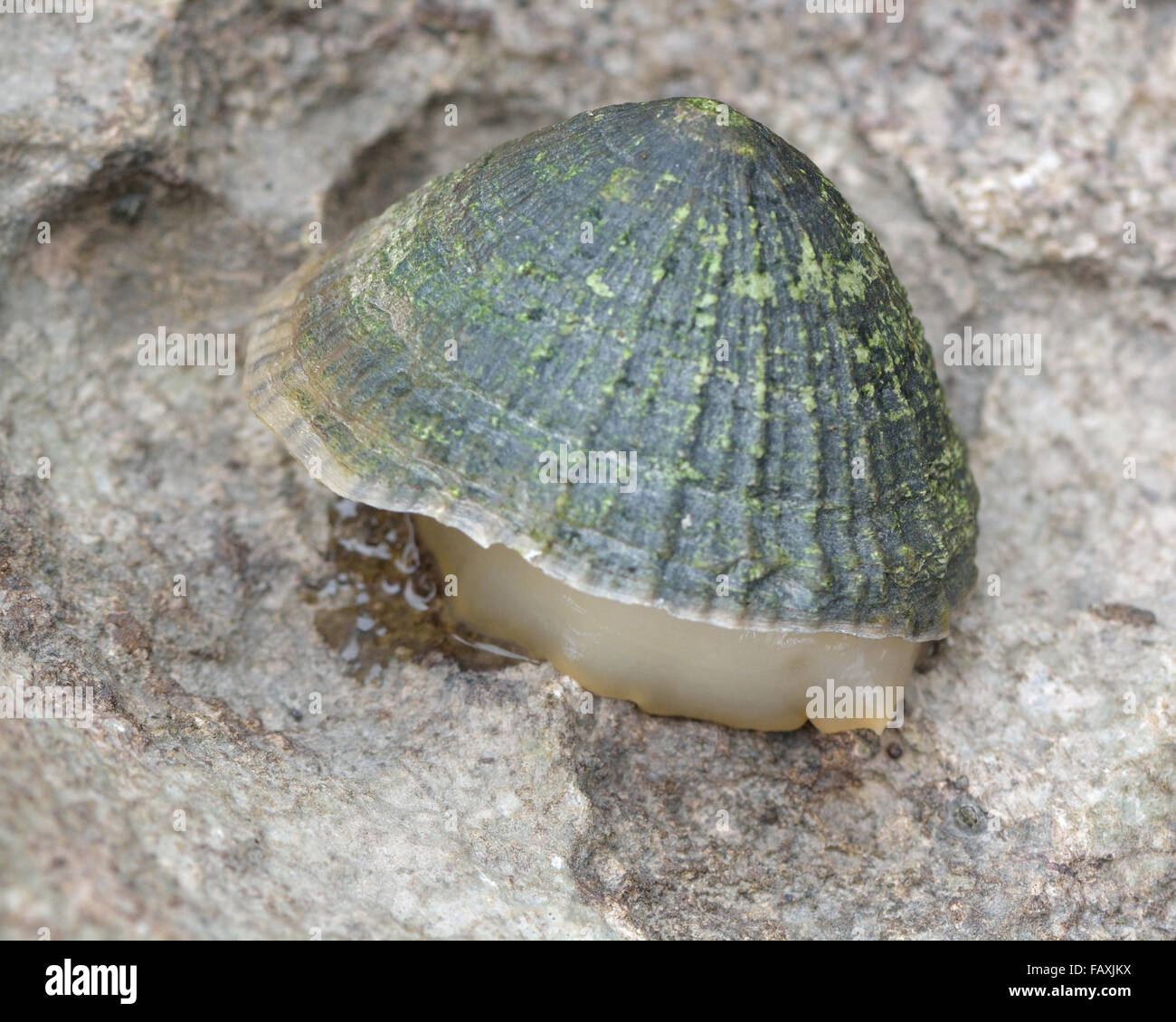 Limpet comune (Patella vulgata) sulla riva con piede esposta. Un mollusco gasteropode su roccia, con il sentiero di limo visibile Foto Stock