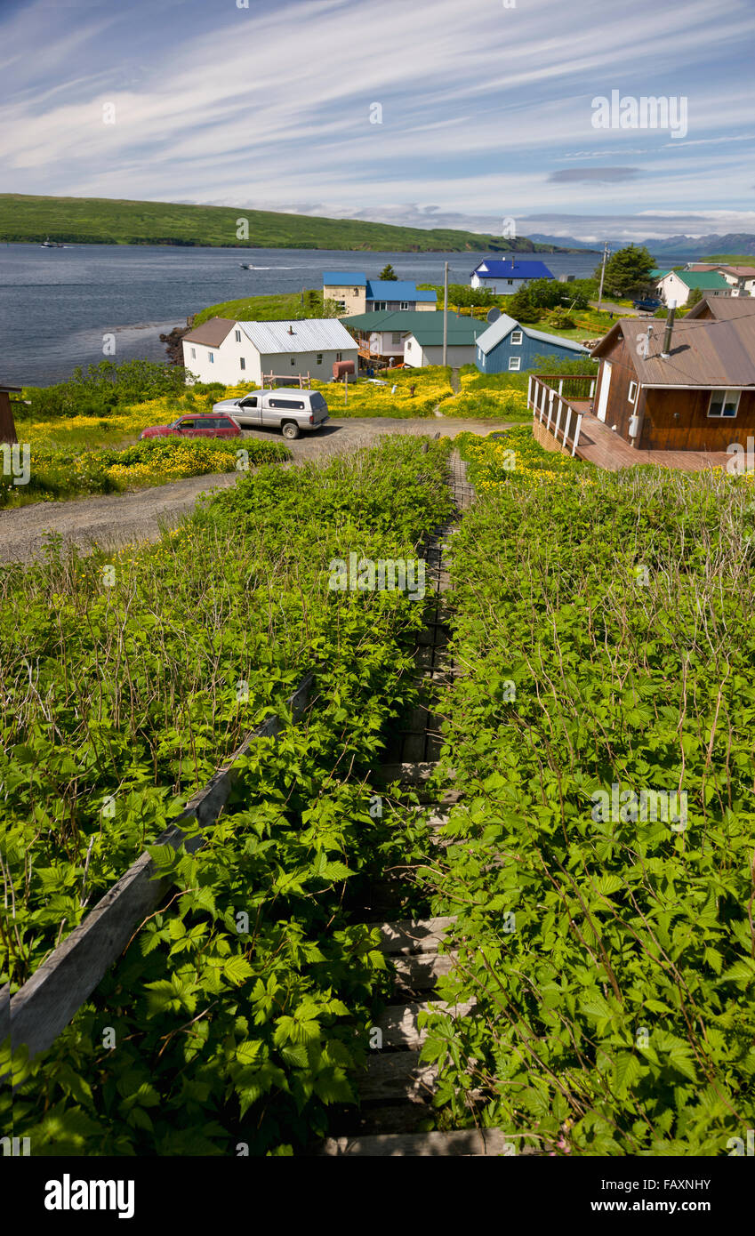 Case residenziali lungo la costa, Sand Point, Southwestern Alaska, Stati Uniti d'america, estate Foto Stock