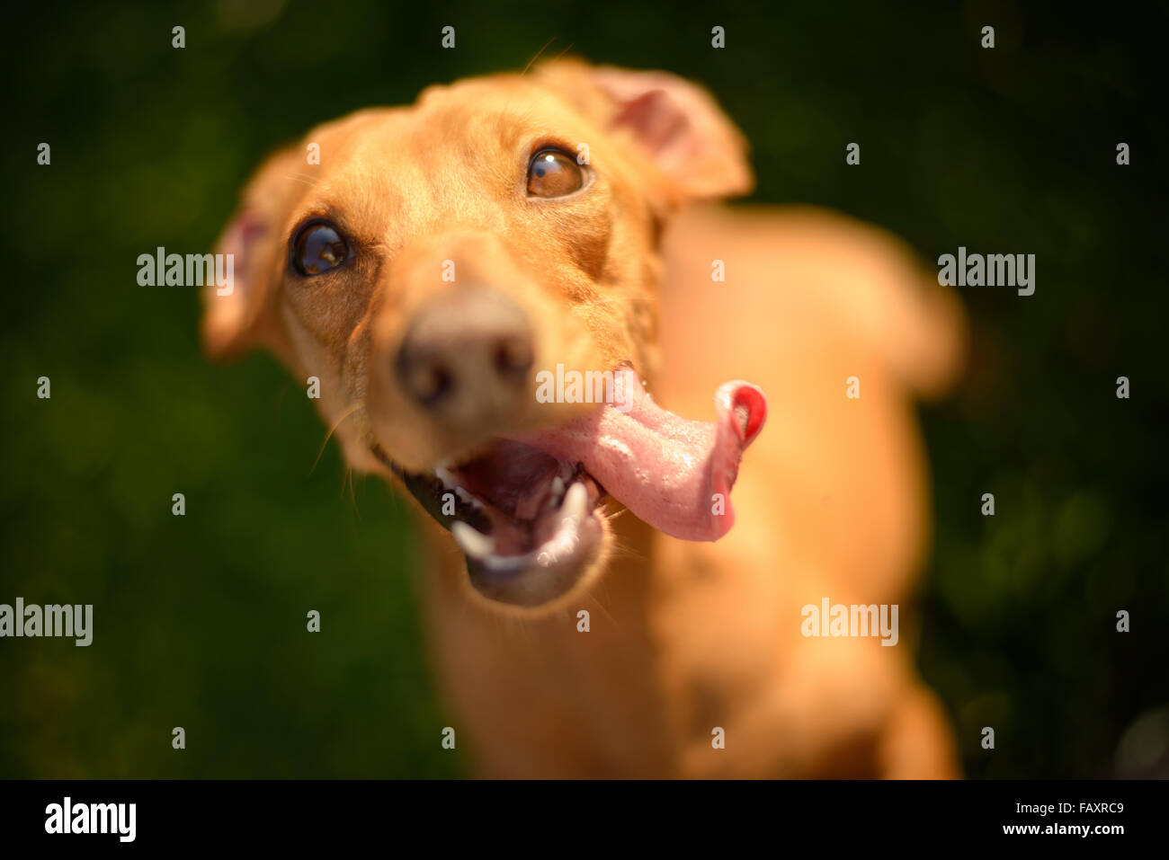 Happy dog cercando in una giornata di sole. Foto Stock