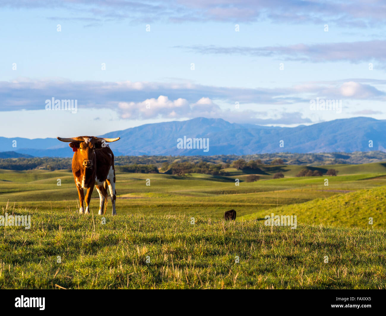 Free range bovini nella Pedemontana fuori Chico, California Foto Stock