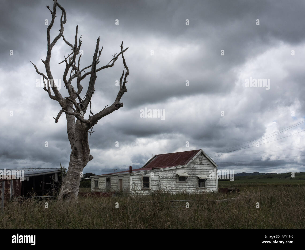 Albero morto e casa abbandonata, Sud Taranaki, Nuova Zelanda Foto Stock