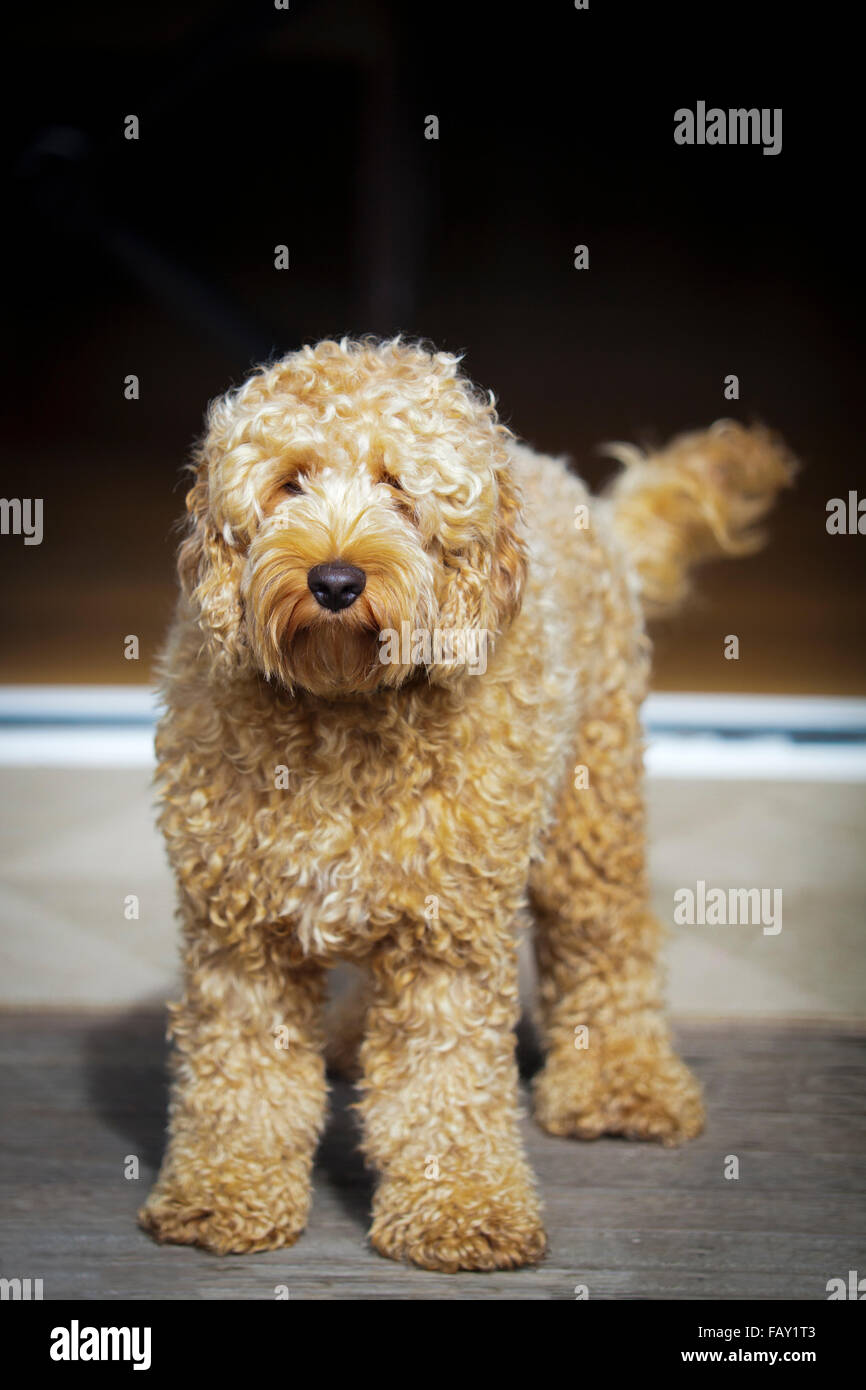 Carino golden labradoodle seduti sulla veranda. Foto Stock