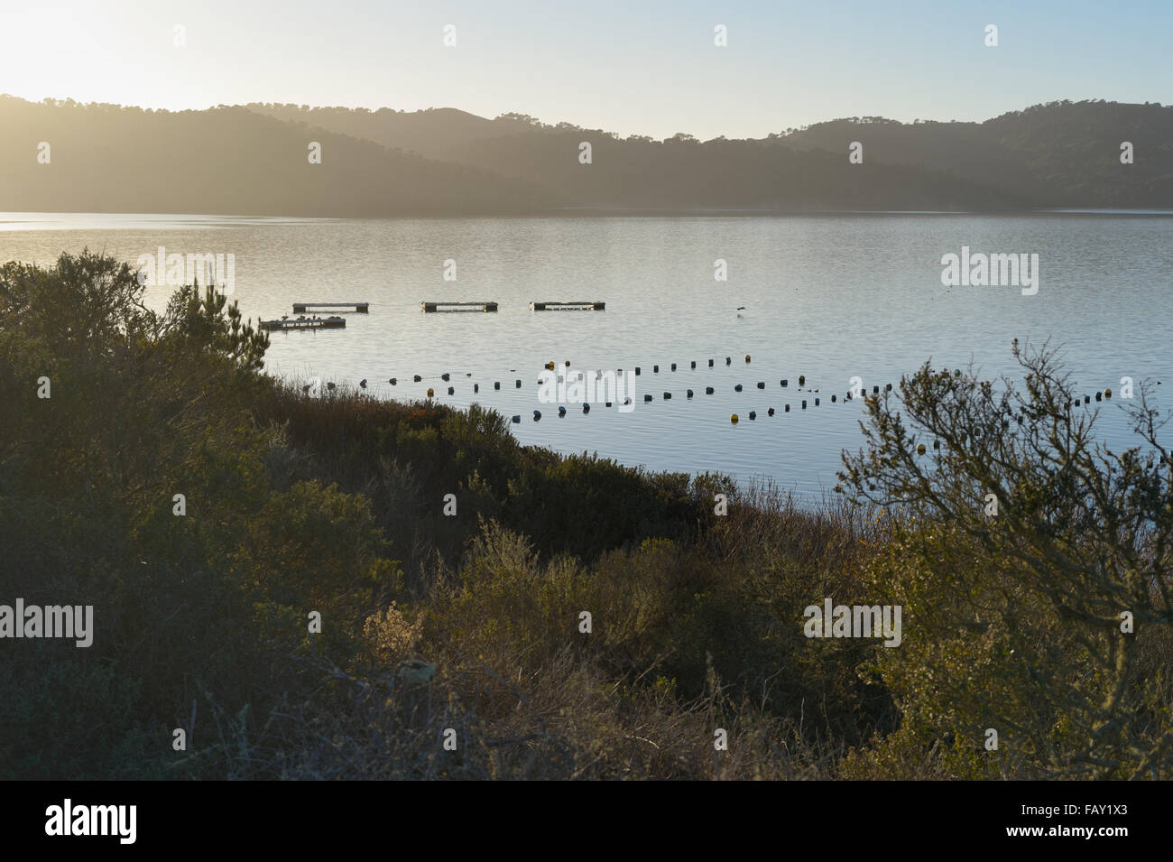 Allevamento di ostriche nella splendida baia di Tomales, Marshall CA Foto Stock