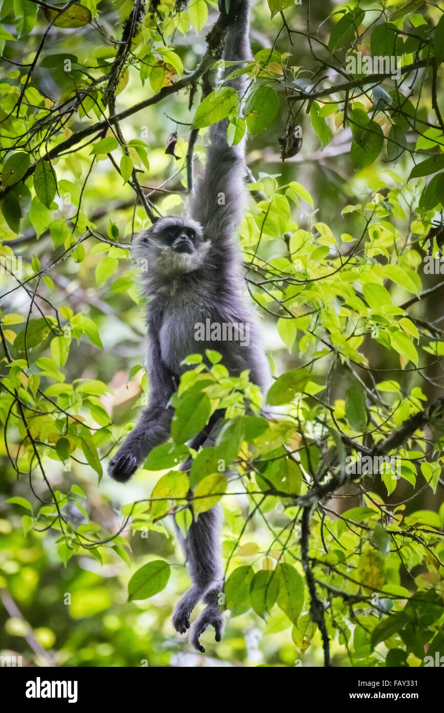 Un gibbone Javan (Hylobates moloch, gibbone argenteo) che foraging in Gunung Halimun Salak National Park a West Java, Indonesia. Foto Stock