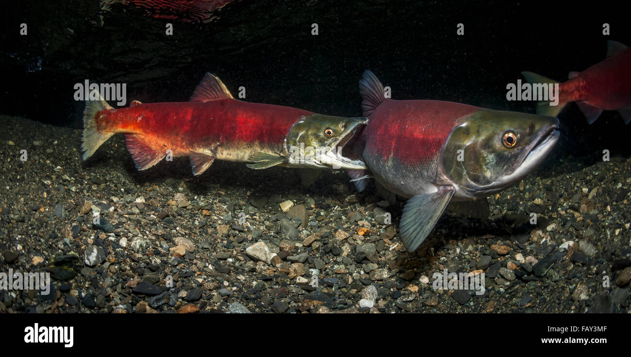 Una femmina Sockeye Salmon (Oncohynchus Nerka) nude Un maschio lontano dal suo Redd in modo che lei possa lavorare su di esso, Underwater View in an Alaskan Stream Durin... Foto Stock