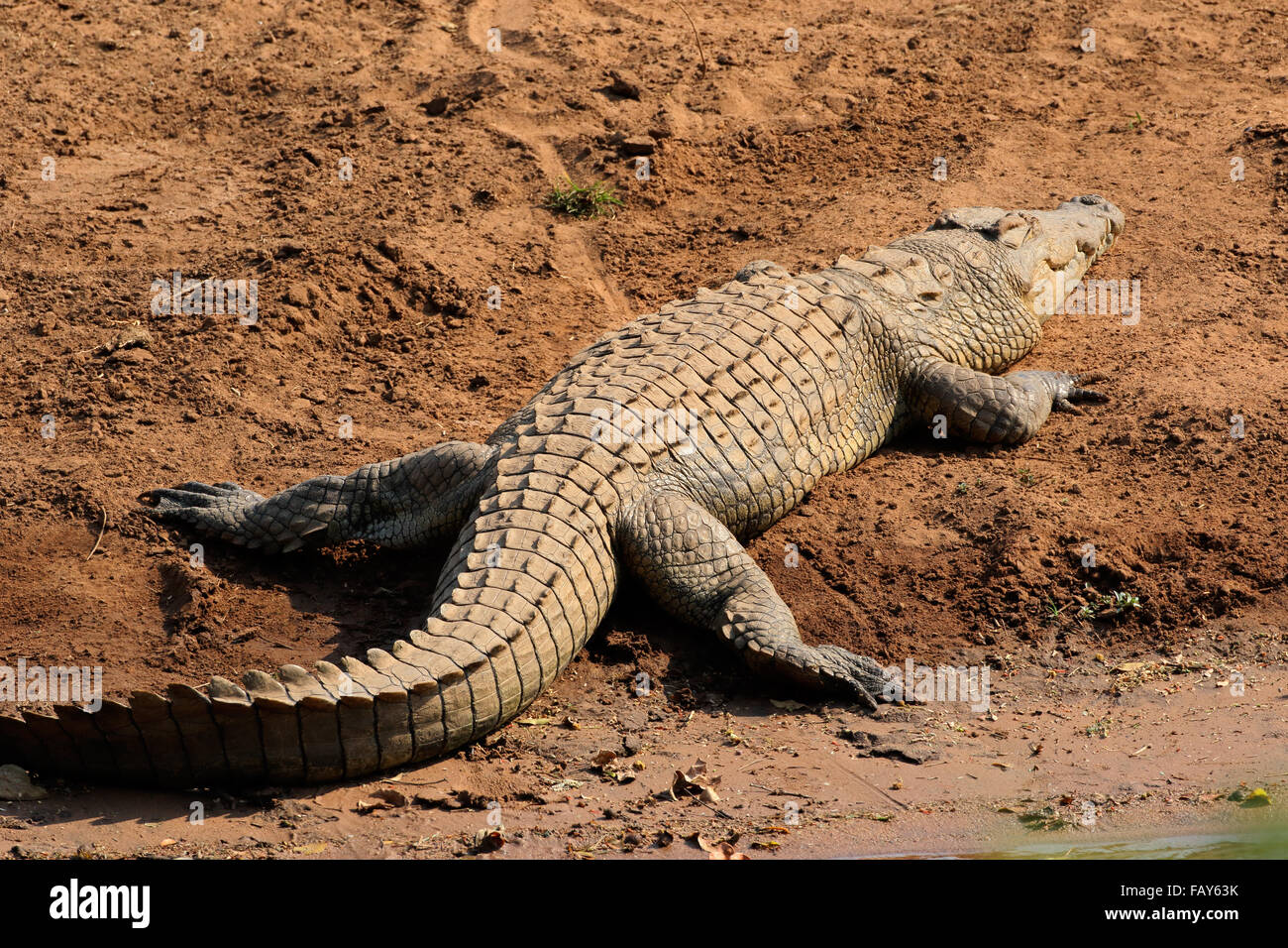Un coccodrillo del Nilo (Crocodylus niloticus) basking, Kruger National Park, Sud Africa Foto Stock