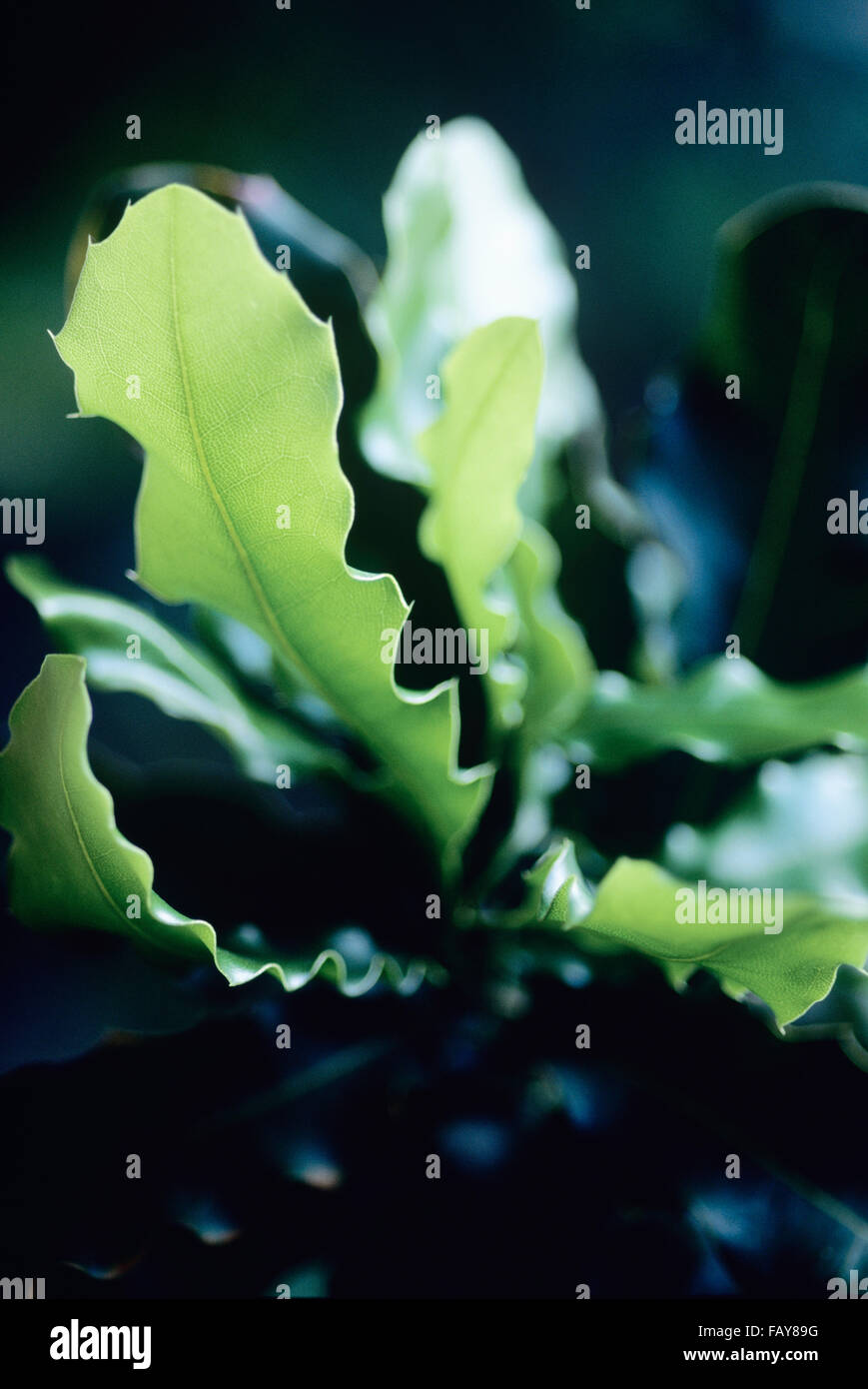 Big Island, Hawaii, Sud Kona, noce Macadamia farm, foglie di piante Foto Stock