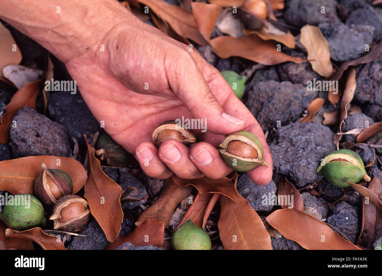 Big Island, Hawaii, noce Macadamia farm, dadi getting prelevati dal suolo Foto Stock