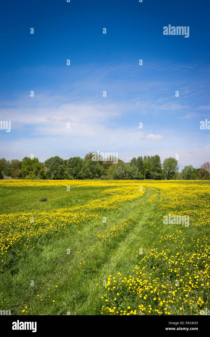 Un paesaggio inglese nella tarda primavera nel WILTSHIRE REGNO UNITO Foto Stock