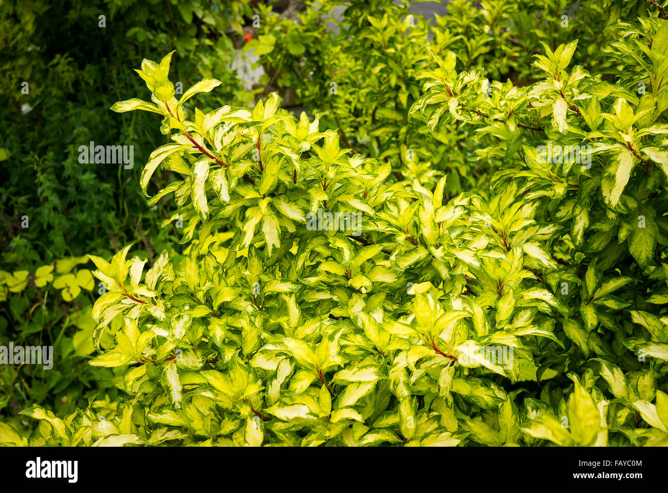 Una massa di variegata di foglie su un arbusto di forsitia Foto Stock