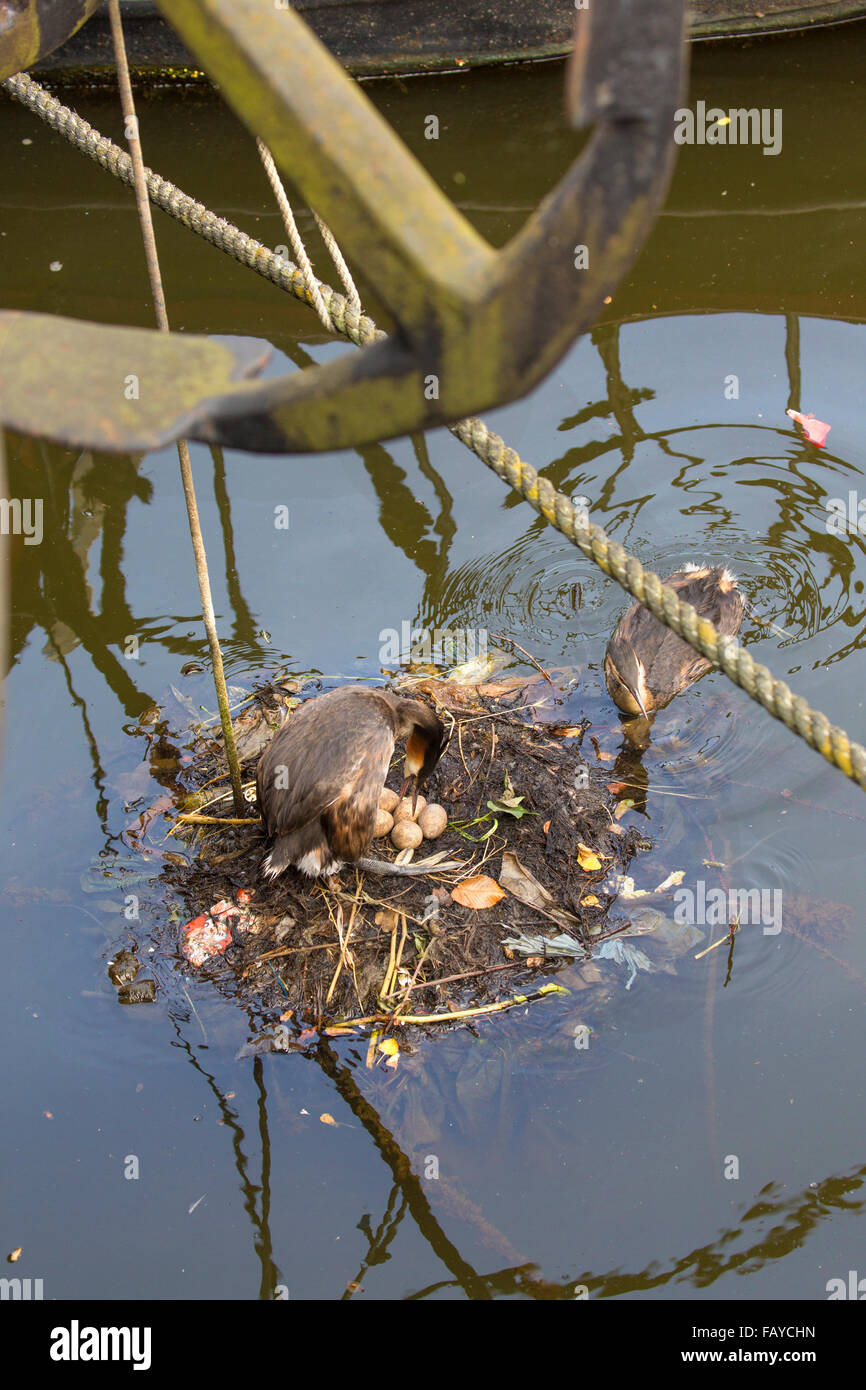 Paesi Bassi, Amsterdam, svassi sul nido nel canale in centro città vicino a casa galleggiante Foto Stock
