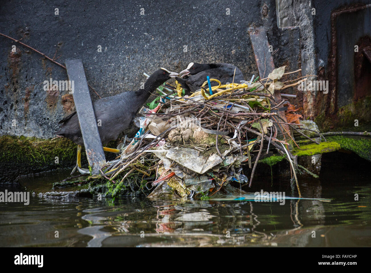 Paesi Bassi, Amsterdam, folaghe sul nido nel canale in centro città vicino a casa galleggiante Foto Stock