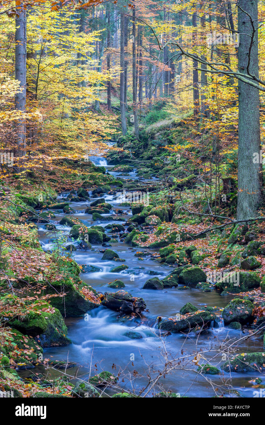 Wild fiume di montagna che scorre nella foresta in autunno scenari colorati Foto Stock