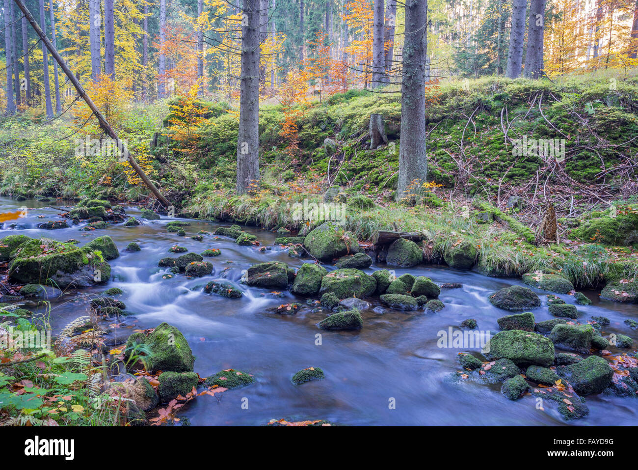 Wild fiume di montagna che scorre nella foresta in autunno scenari colorati Foto Stock