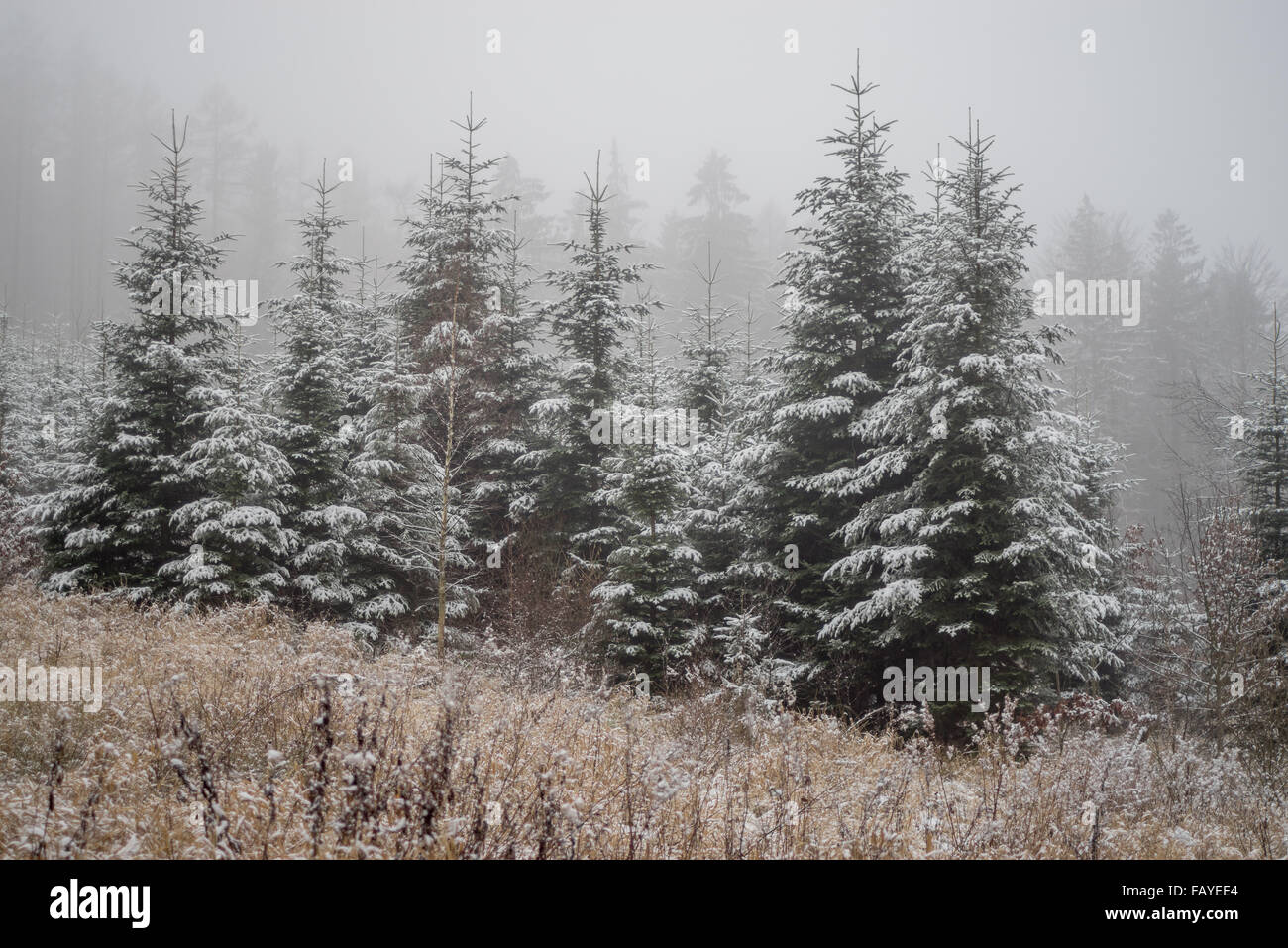 Foresta di abeti coperti di neve nella nebbia vicino Radunia Bassa Slesia Foto Stock