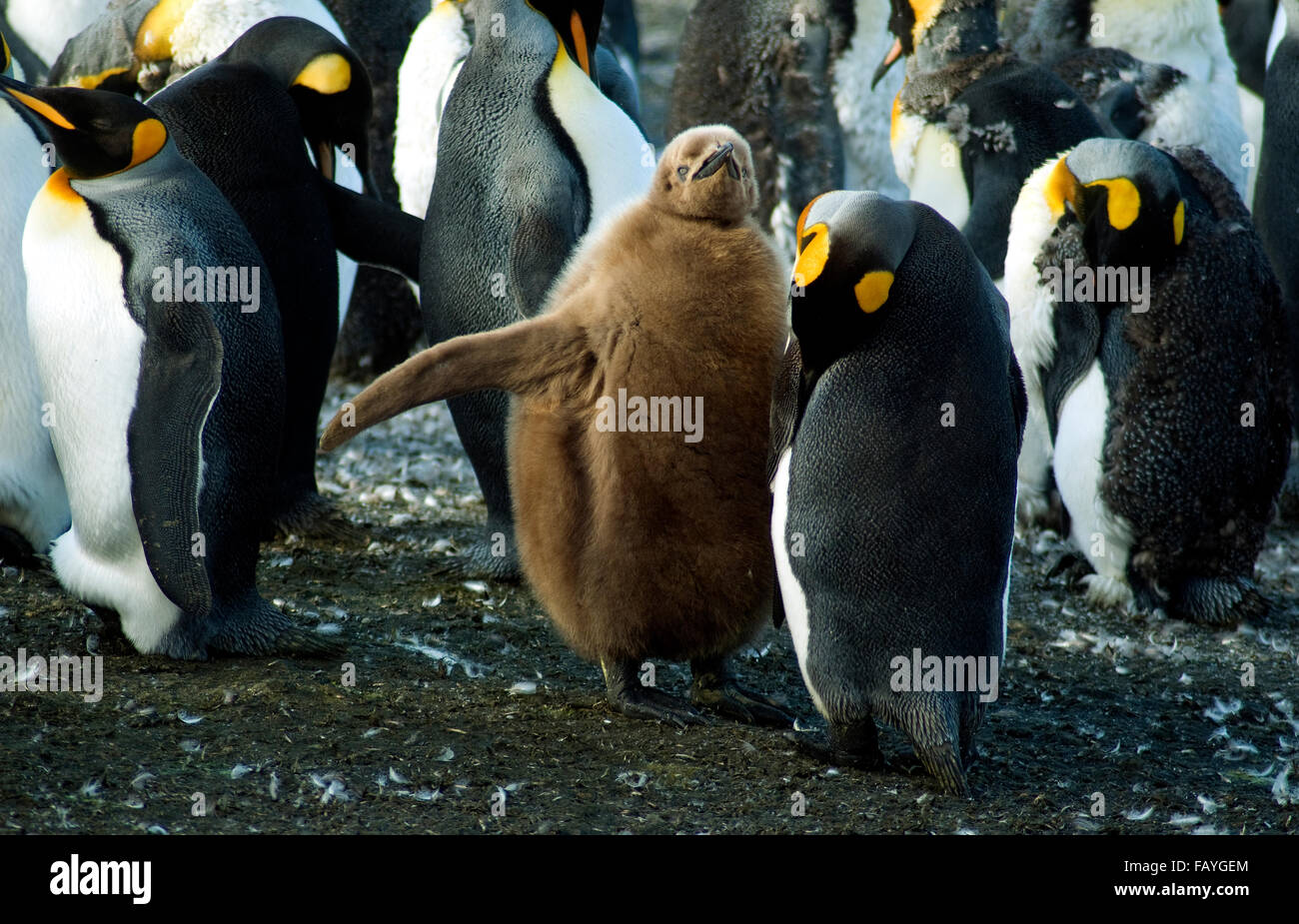 'Hey mamma, it's me" è ciò che il down-coperto re penguin chick potrebbe essere dicendo ai suoi apparentemente indifferente genitore Foto Stock
