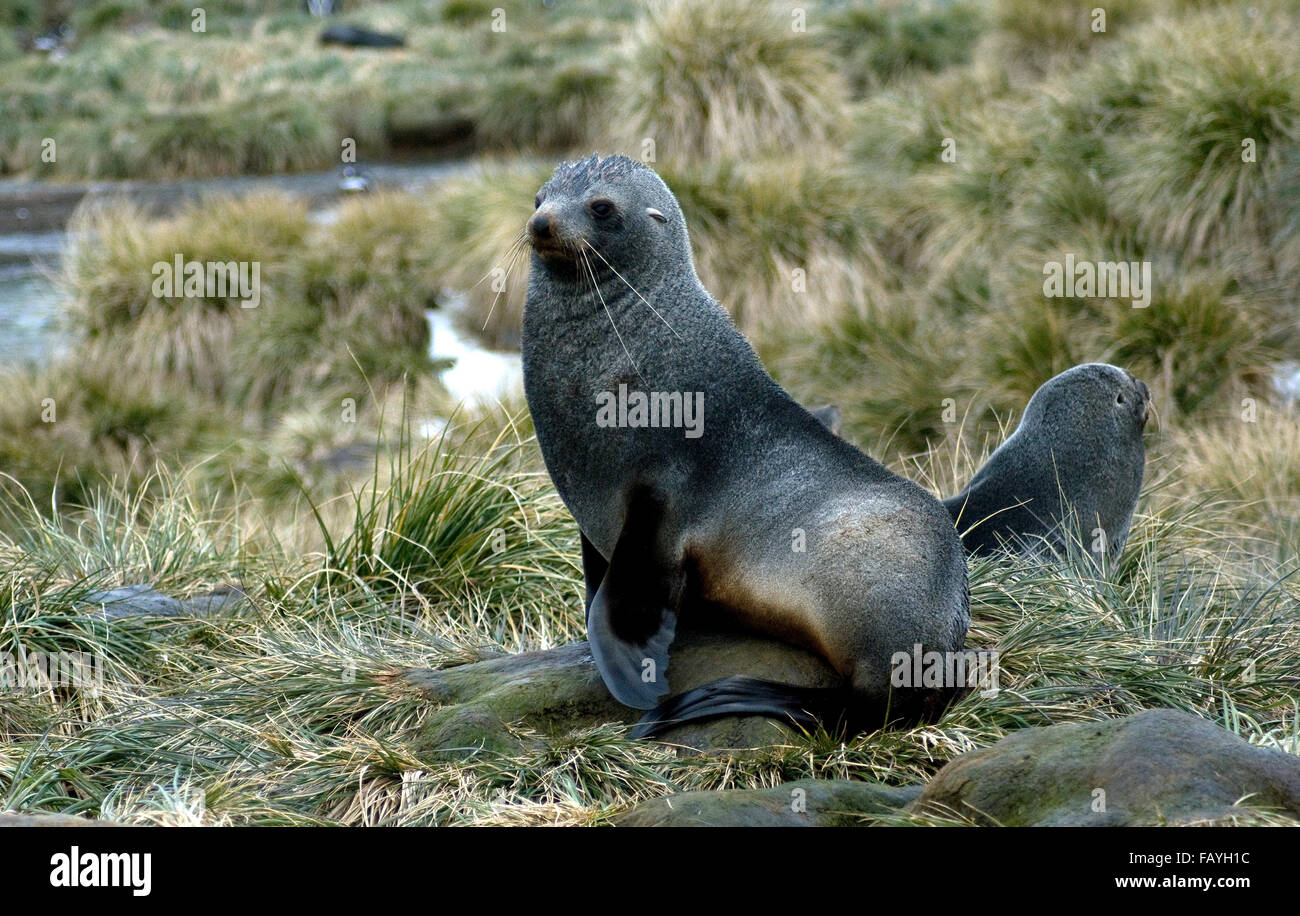 Antartico le foche, non a tutti cordiali e in tussock grass su Prion Island Foto Stock