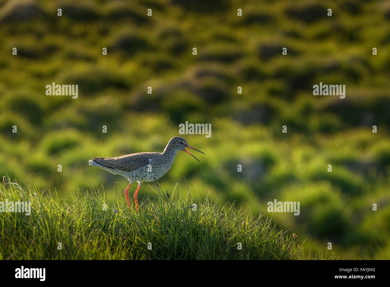 Redshank bird urlando, Flatey Isola, Breidafjordur, Western Islanda Foto Stock