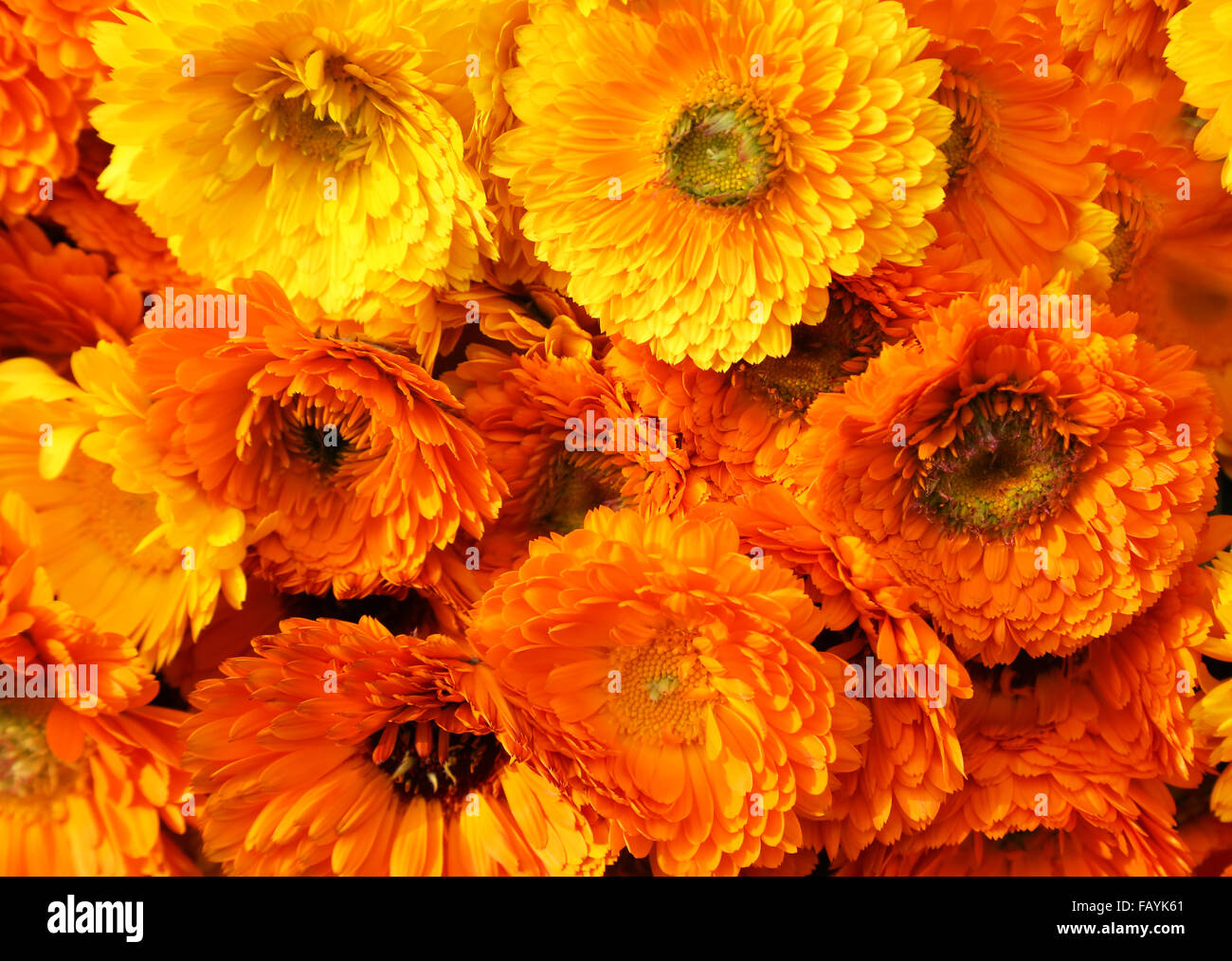 Alcuni fiori di calendula come sfondo Foto Stock