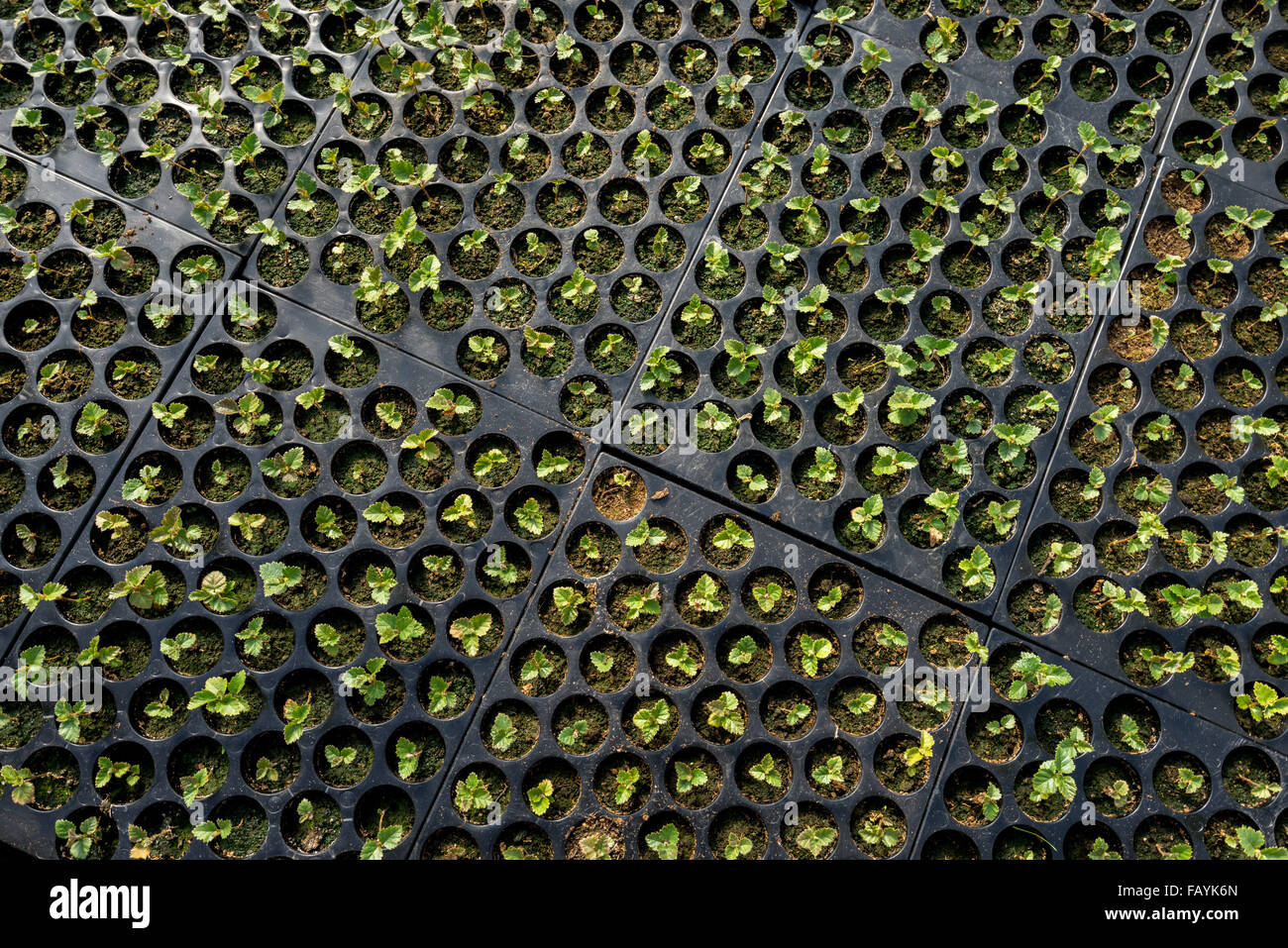 Vista dall'alto di betulla piantine che crescono in una serra che utilizza energia geotermica, Gardur, Islanda Foto Stock