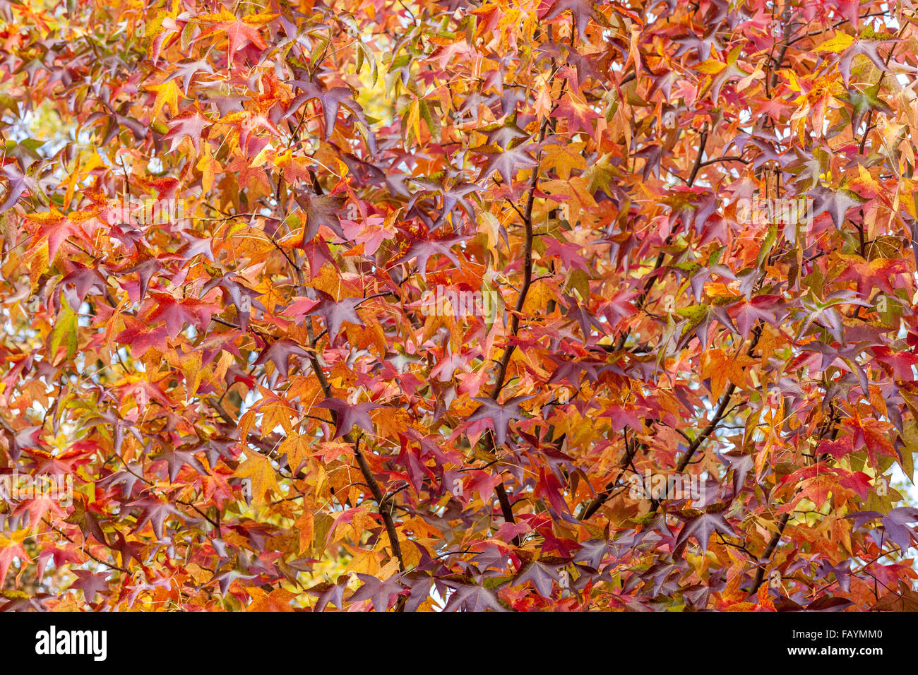Luminoso multicolore di foglie di autunno del dolce gum tree Liquidambar styraciflua Foto Stock