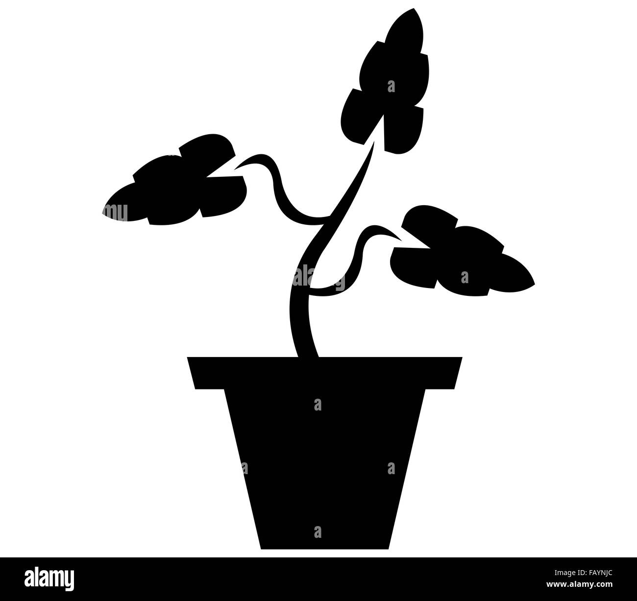 Impianto sulla pentola su sfondo bianco Foto Stock