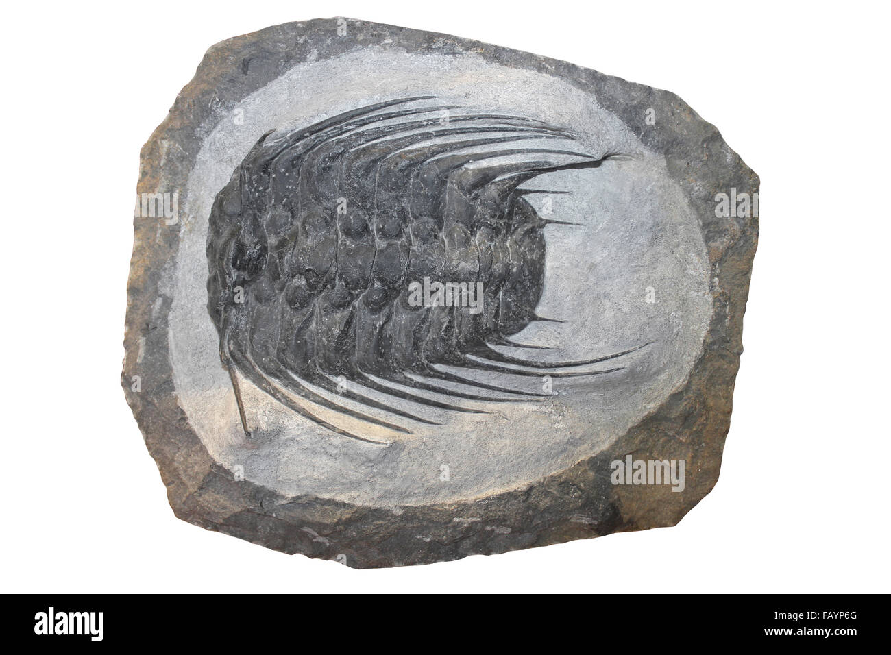 Selenopeltis trilobata sp. Ordovician, Marocco Foto Stock