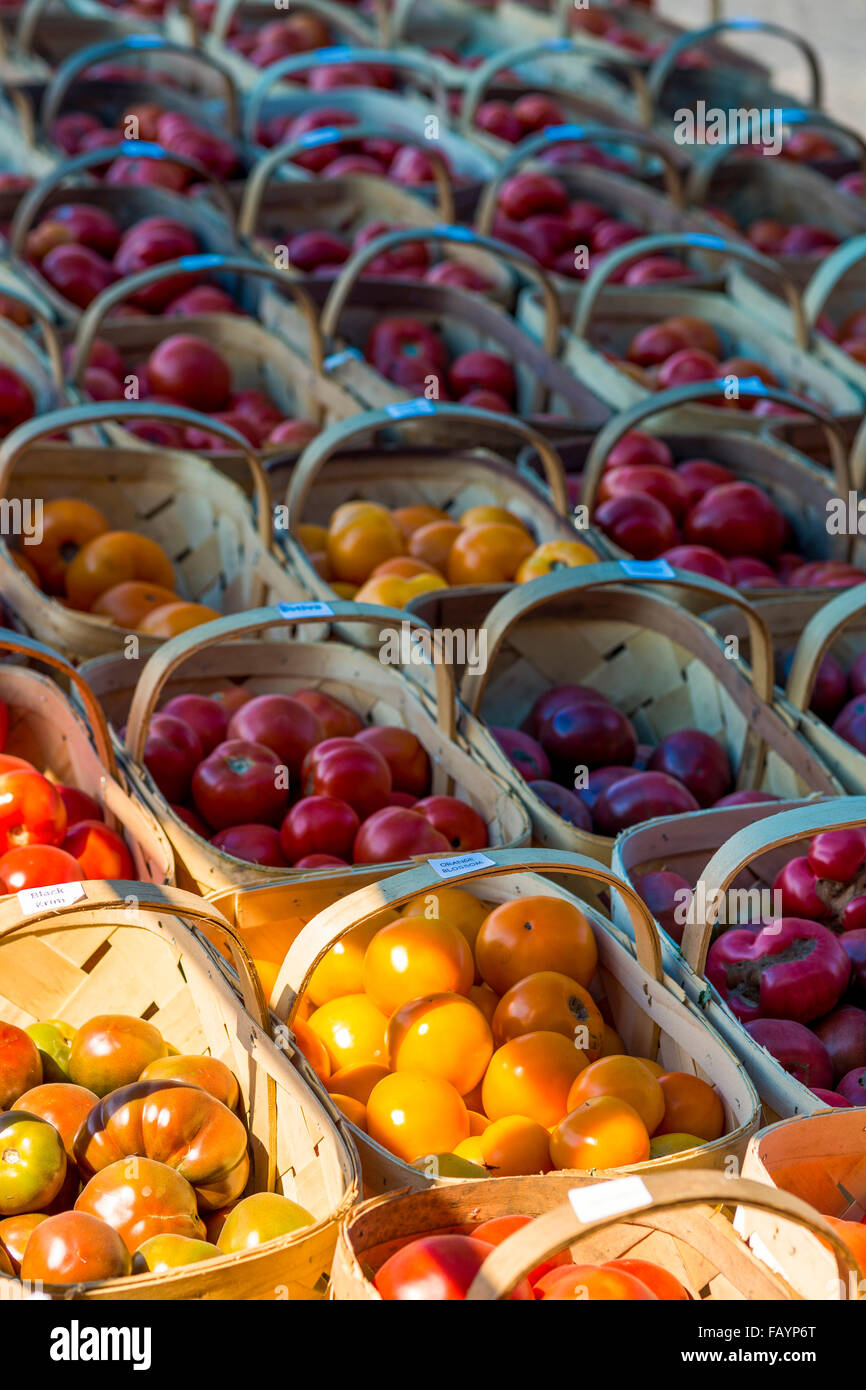 Fattoria di pomodori freschi Foto Stock