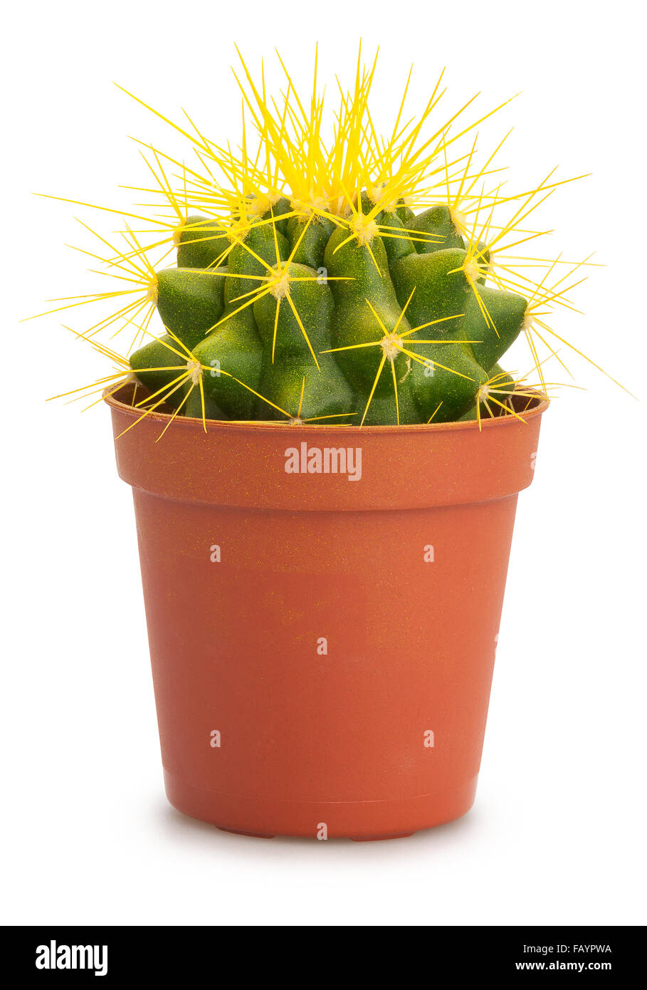Cactus isolato Foto Stock