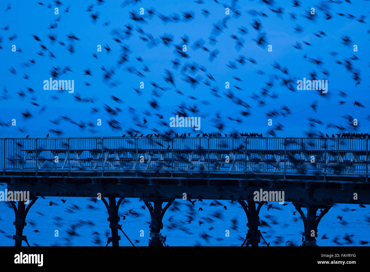 Aberystwyth, Wales, Regno Unito. 6 gennaio, 2016. Ogni sera tra ottobre e marzo di decine di migliaia di storni volare in enormi 'murmurations; nel cielo sopra Aberystwyth prima di stabilirsi a roost per la notte della ghisa alle gambe del lungomare vittoriano Pier. Credito: keith morris/Alamy Live News Foto Stock