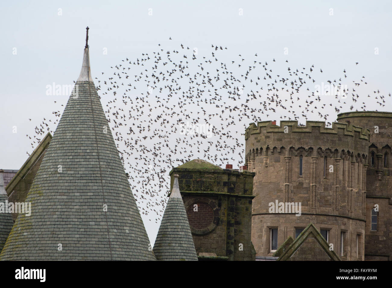 Aberystwyth, Wales, Regno Unito. 6 gennaio, 2016. Ogni sera tra ottobre e marzo di decine di migliaia di uccelli volare in enormi 'murmurations; nel cielo sopra la città prima di stabilirsi a roost per la notte della ghisa alle gambe del lungomare vittoriano Pier. Aberystwyth è uno di soltanto una manciata di urbano starling posatoi NEL REGNO UNITO. Credito: keith morris/Alamy Live News Foto Stock