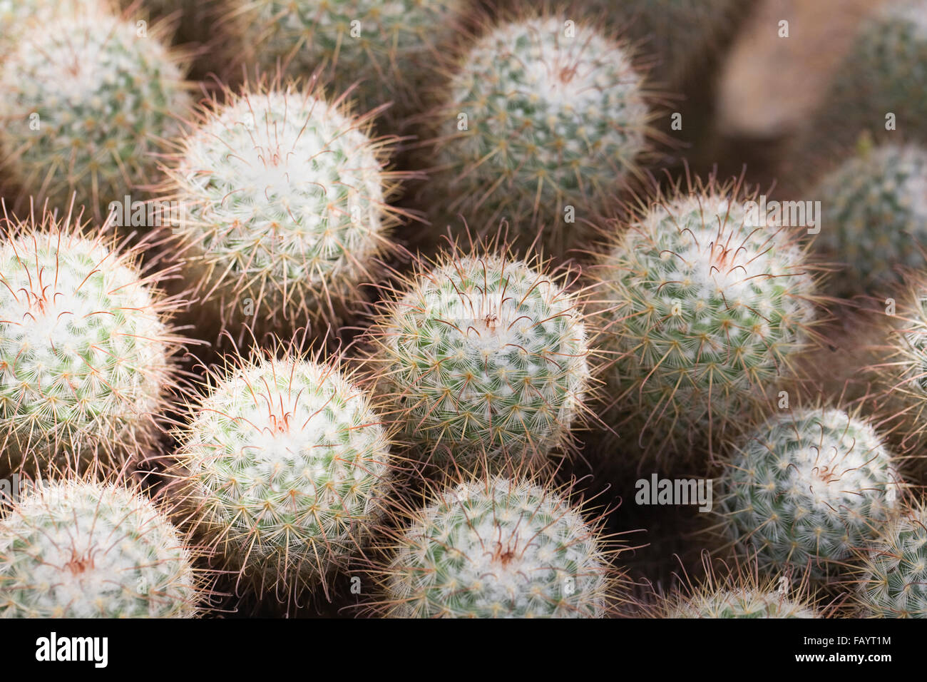 Mammillaria. Puntaspilli cactus che cresce in un ambiente protetto. Foto Stock