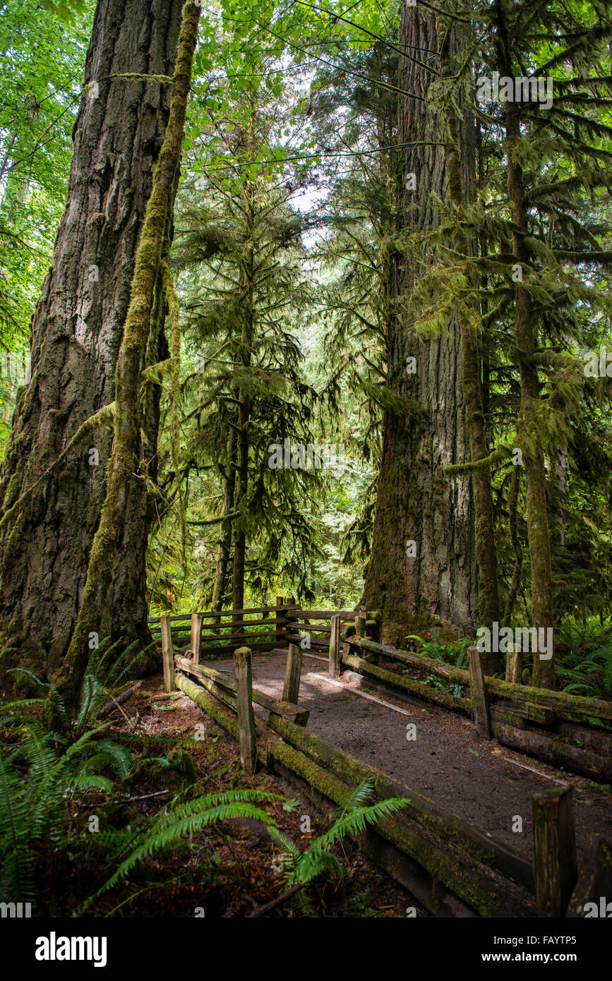 Cattedrale Grove, Pacific Rim National Park, l'isola di Vancouver, British Columbia, Canada, America del Nord Foto Stock