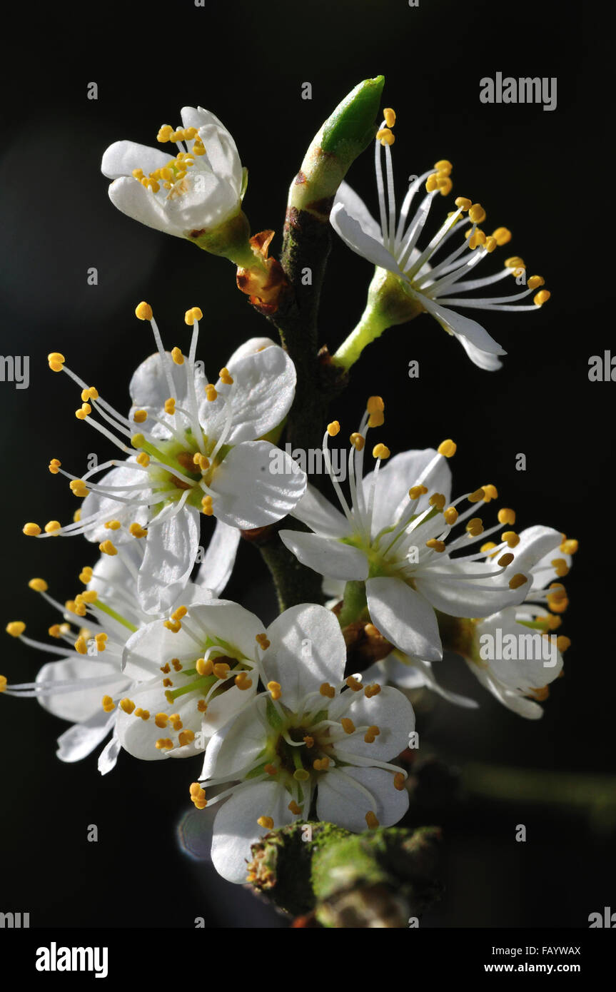 Bella prugnolo blossom REGNO UNITO Foto Stock