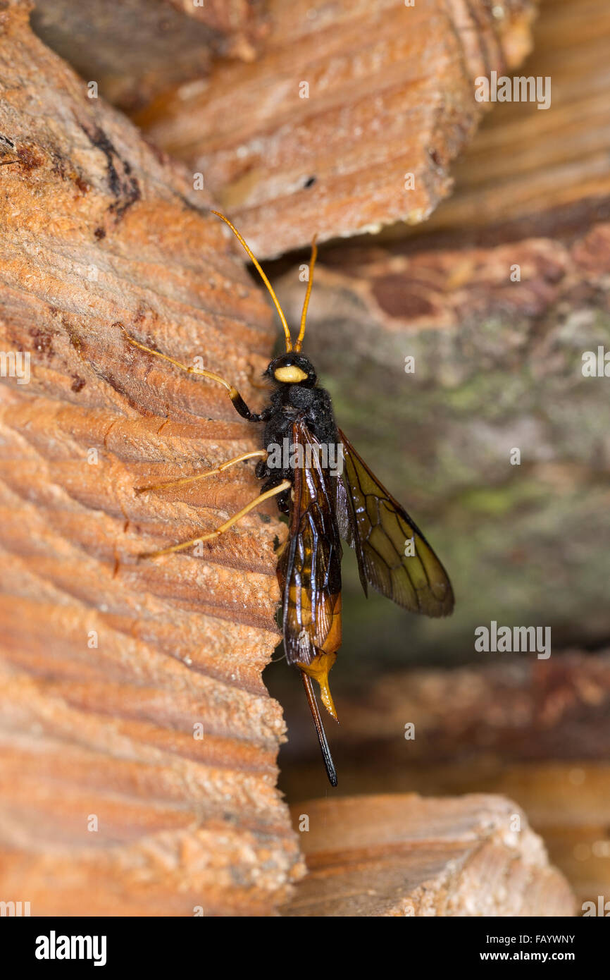 Woodwasp gigante, nastrati Horntail, maggiore Horntail, femmina, Riesen-Holzwespe, Riesenholzwespe, Holzwespe, Weib, Urocerus gigas Foto Stock