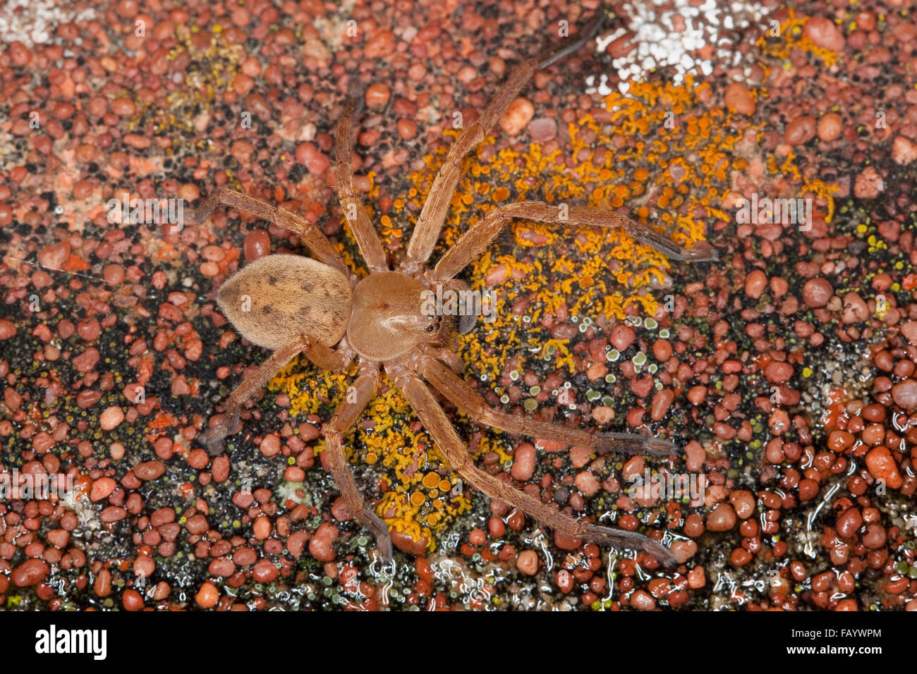 Gigantesco ragno granchio, huntsman spider, Riesenkrabbenspinne, Riesenkrabben-Spinne, Riesen-Krabbenspinne, Olios argelasius Foto Stock