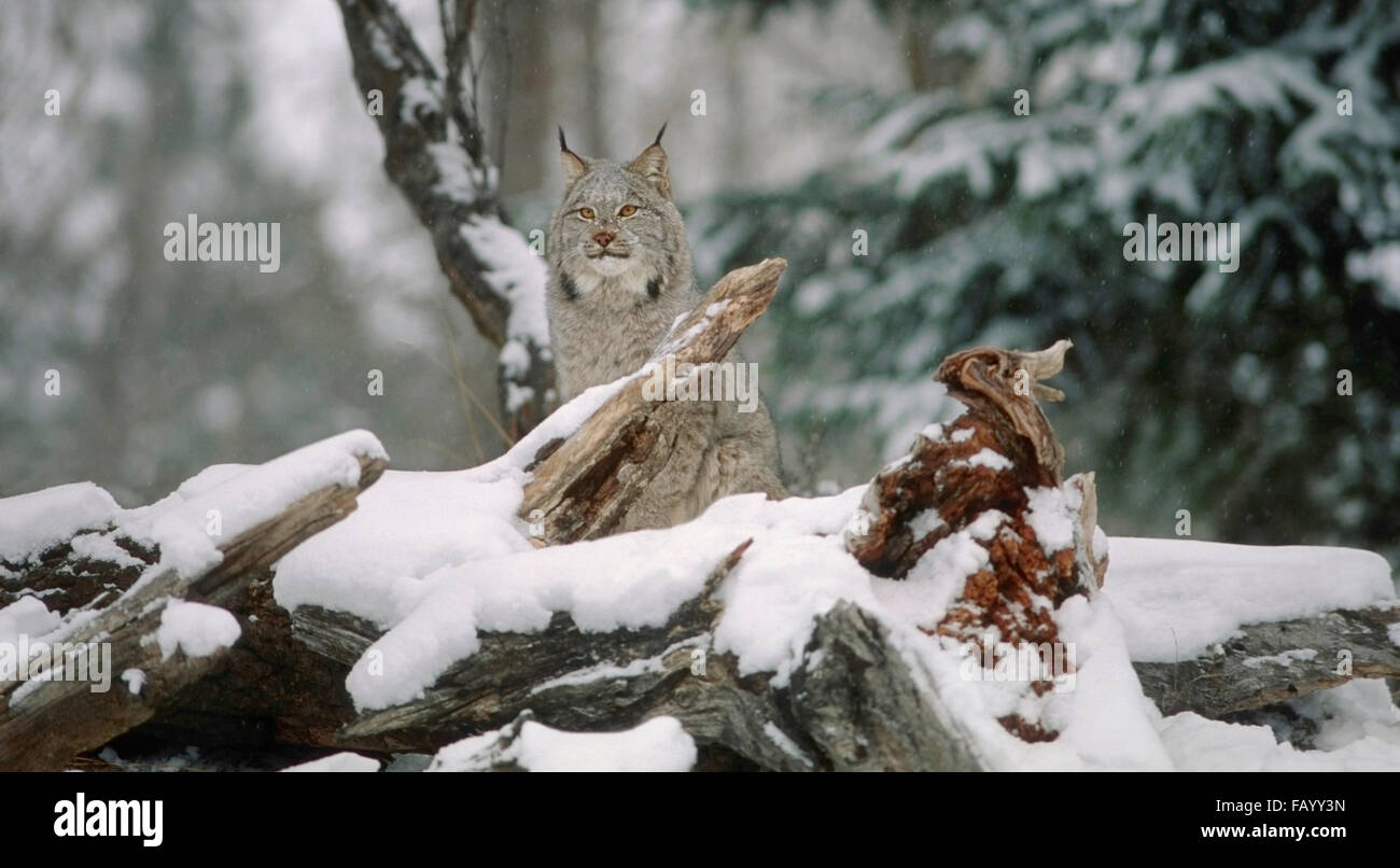 Lynx (Felis lynx) è caratterizzata da un 2 pollici di ciuffo di capelli che si estende al di sopra di ciascun orecchio. È noturnal in abitudine eccetto durante il Foto Stock