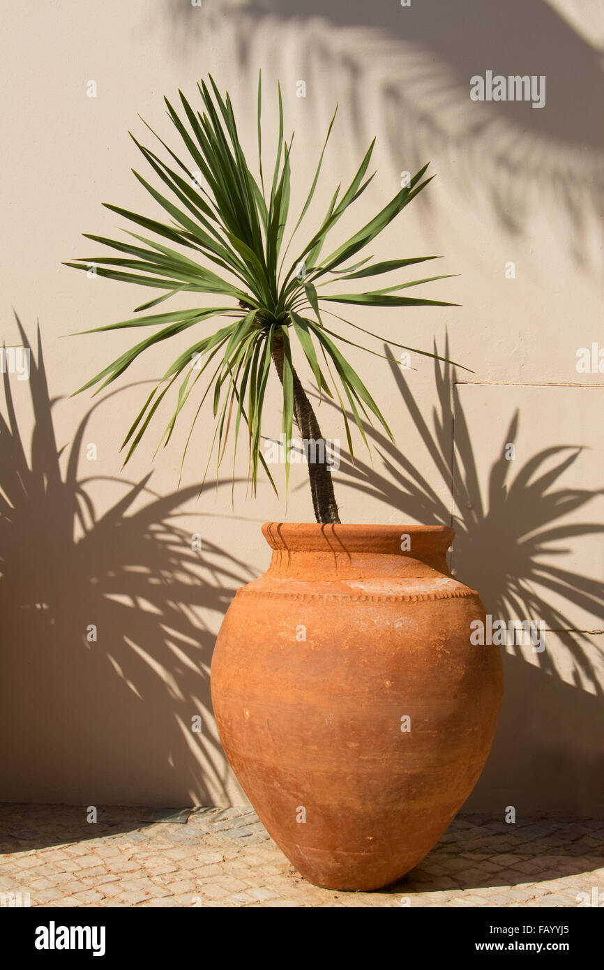 Piccola palma pianta in un vaso in terracotta in condizioni di luce solare  intensa con ombre, Portogallo Foto stock - Alamy