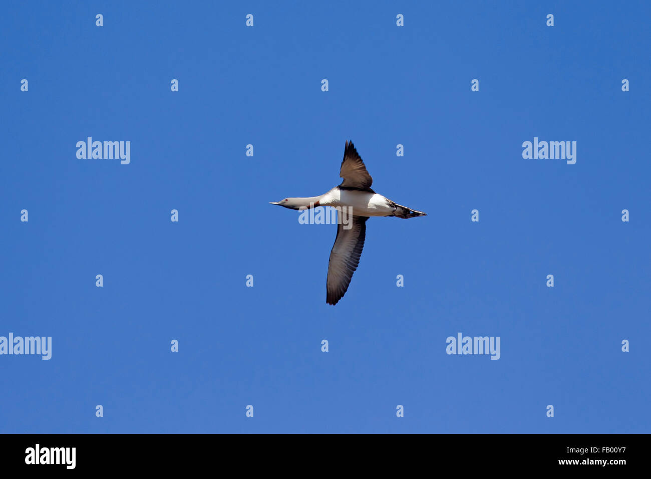 Rosso-throated loon / rosso-throated diver (Gavia stellata) in allevamento piumaggio battenti contro il cielo blu Foto Stock