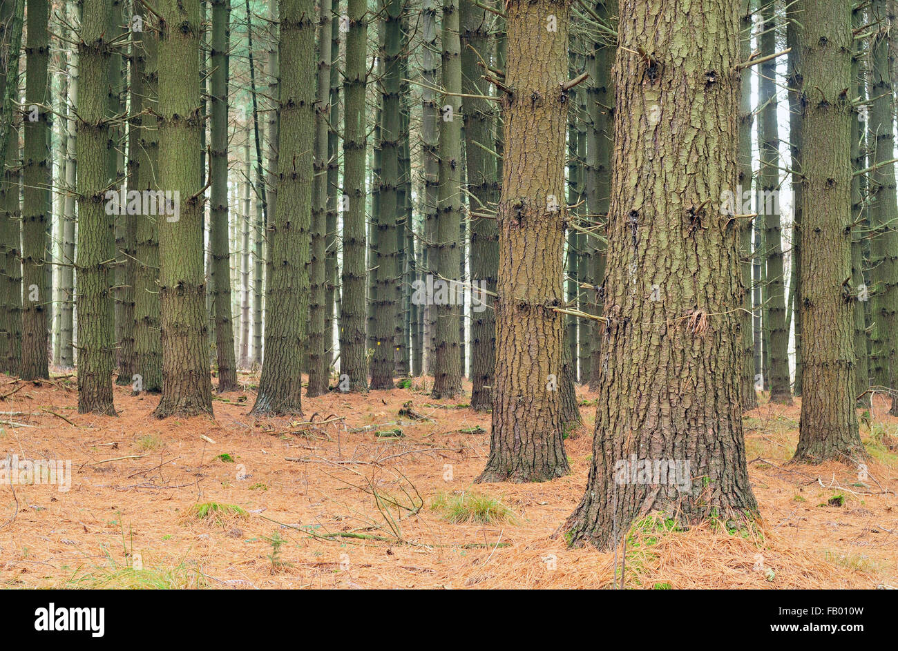 Foto di una bella foresta di pini Foto Stock