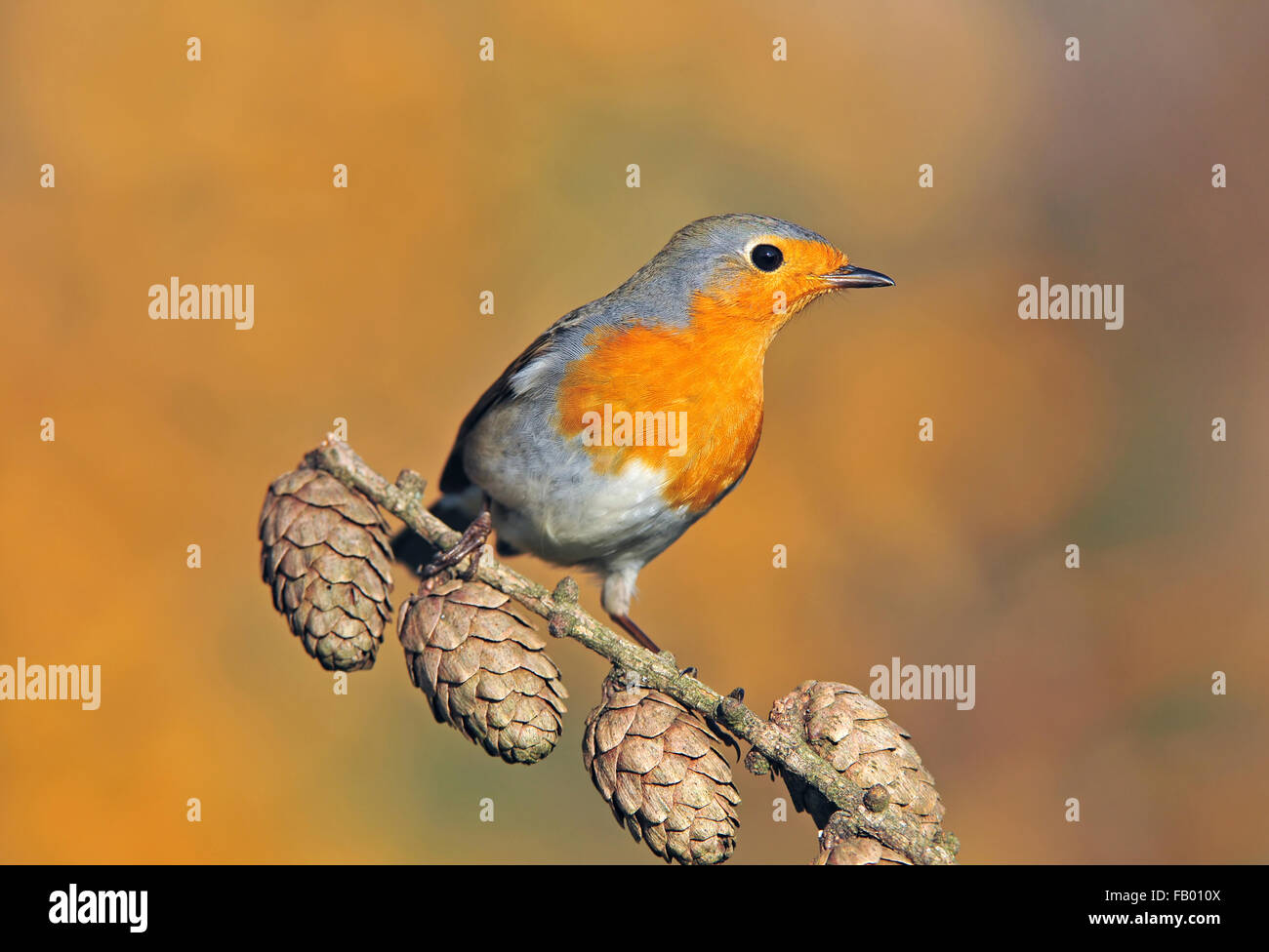 Unione robin si appollaia su un ramoscello Foto Stock