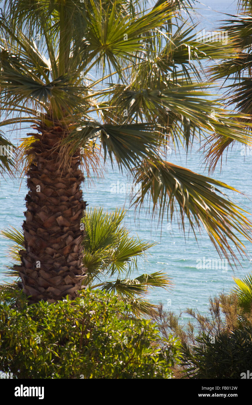 Le palme vicino alla spiaggia di Praia de Santa Eulalia, nei pressi di Albufeira, Algarve, PORTOGALLO Foto Stock