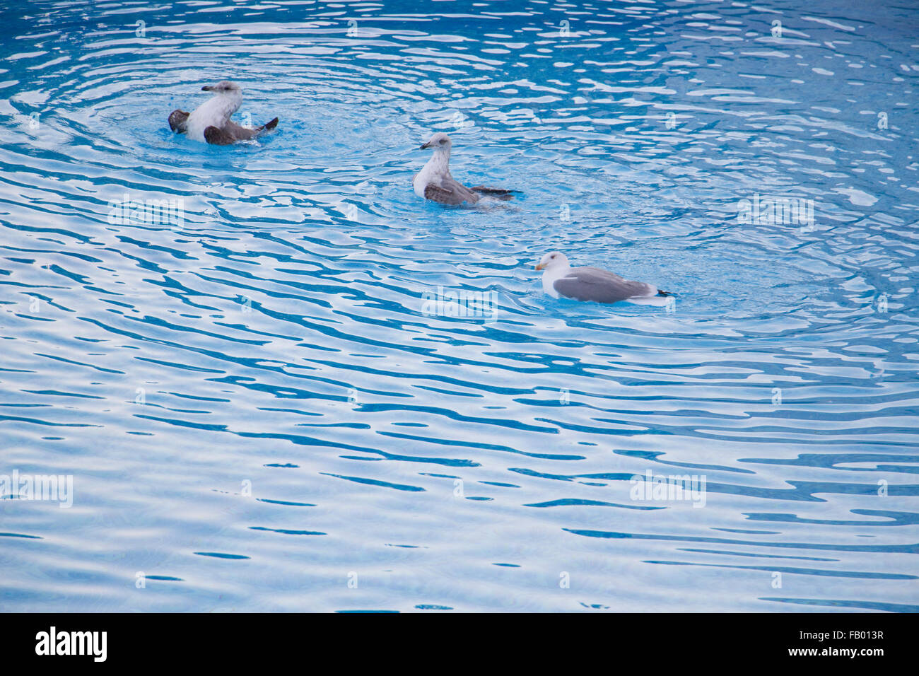 Gabbiani di nuoto in piscina. Algarve Portogallo Foto Stock