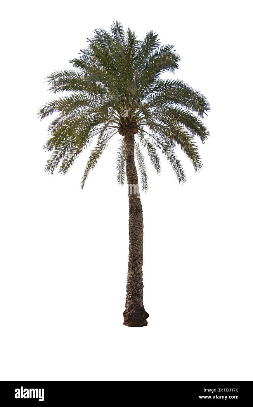 Palm tree con foglie fresche isolato su bianco Foto Stock