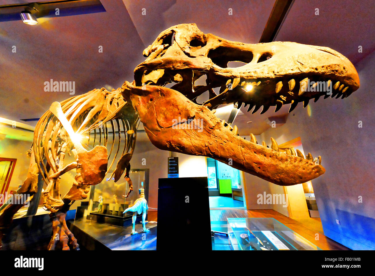 Hancock Museum Newcastle Tyrannosaurus Rex Foto Stock
